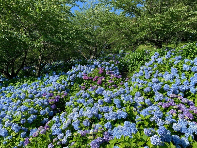 紫陽花　亀ケ城10.jpg